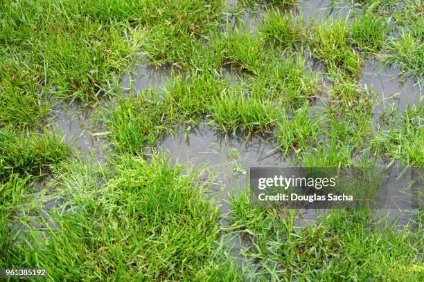 full frame of a flooded lawn area - stilstaand water stockfoto's en -beelden