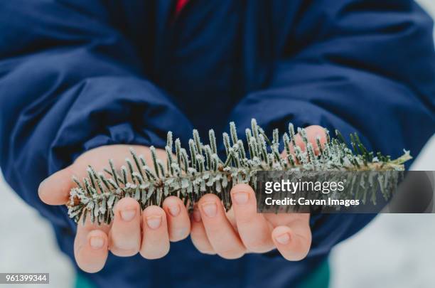 midsection of boy holding pine twig - tannenzweig stock-fotos und bilder