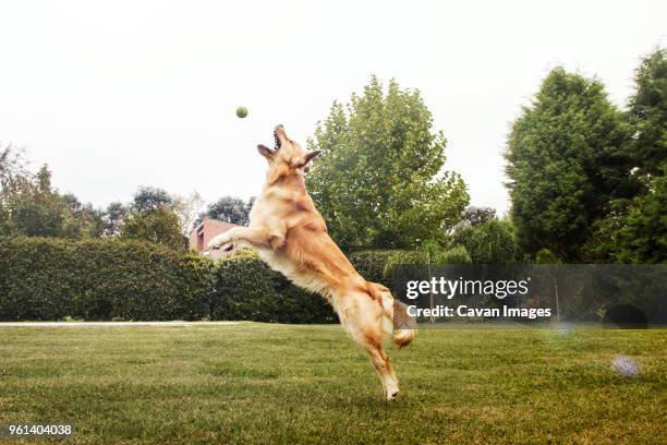 golden retriever playing with ball on grassy field at park - dog and ball photos et images de collection