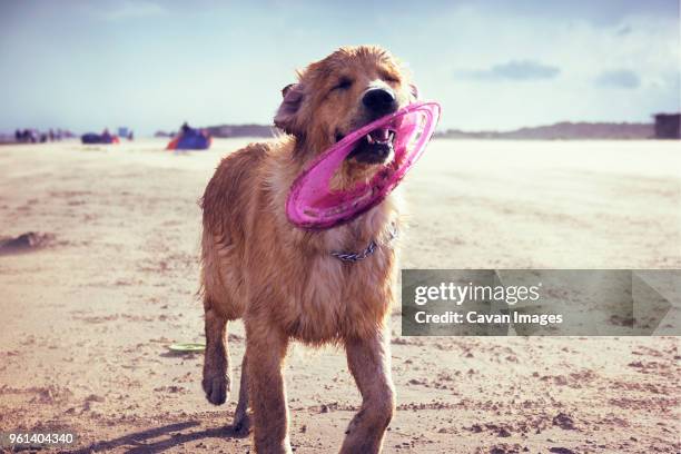 close-up of dog carrying plastic disc in mouth while walking at beach - carrying in mouth stock pictures, royalty-free photos & images