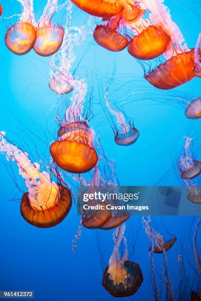 sea nettle jellyfish in sea - sea nettle jellyfish stockfoto's en -beelden