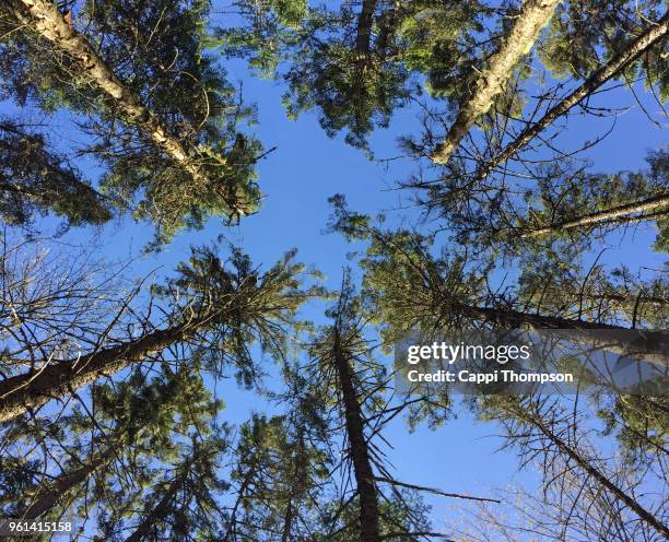 power lines crossing the androscoggin river in milan, new hampshire usa - river androscoggin stock pictures, royalty-free photos & images