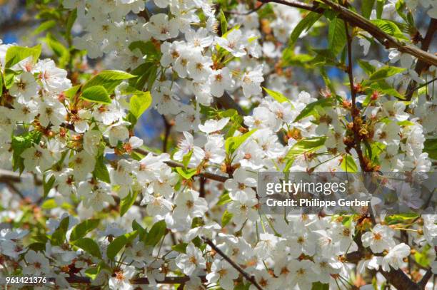 dogwood tree blooms - dogwood blossom fotografías e imágenes de stock