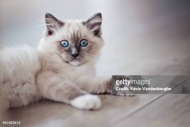 blue mitted ragdoll - chat persan photos et images de collection