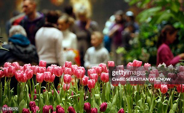 Visitors stand around a flowerbed of pink tulips at the International Green Week Food and Agriculture fair can be seen on January 24, 2010 in Berlin....