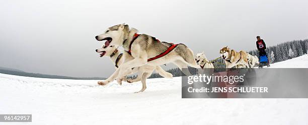 Musher an his dog-sled team compete during the 18th dog sledding in Benneckenstein, central Germany on January 24, 2010. Some 54 mushers with over...