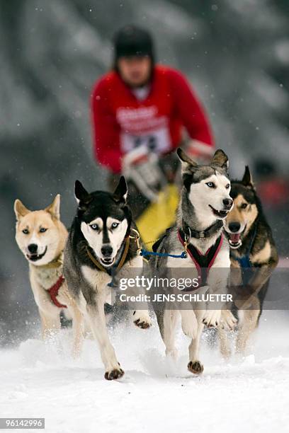 Musher an his dog-sled team compete during the 18th dog sledding in Benneckenstein, central Germany on January 24, 2010. Some 54 mushers with over...