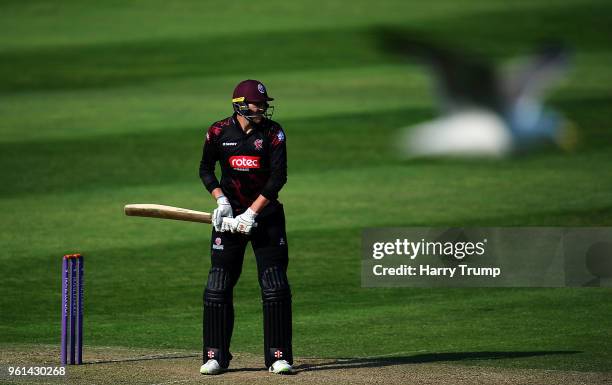 Jamie Overton of Somerset prepares to face a ball as a seagull flies past during the Royal London One-Day Cup match between Somerset and Sussex at...