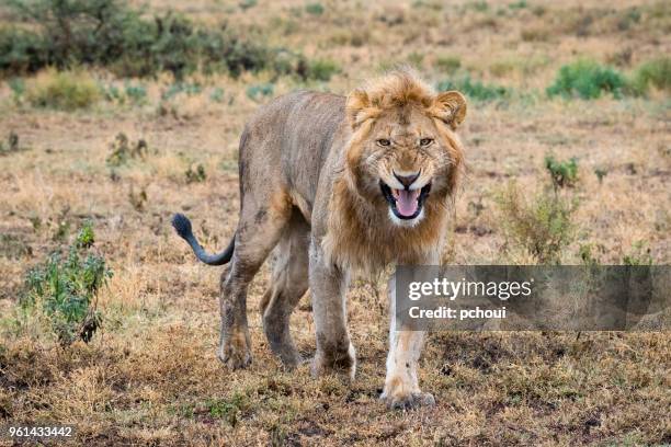 furious lion, africa - pchoui stock pictures, royalty-free photos & images