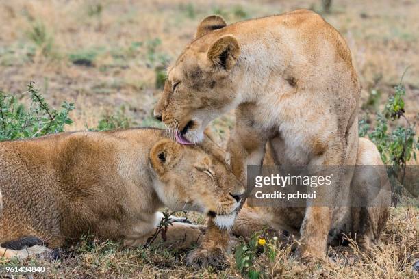 lions, two females, africa - pchoui stock pictures, royalty-free photos & images