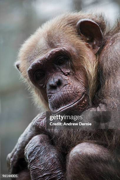 chimpanzee - andrew dernie stock-fotos und bilder