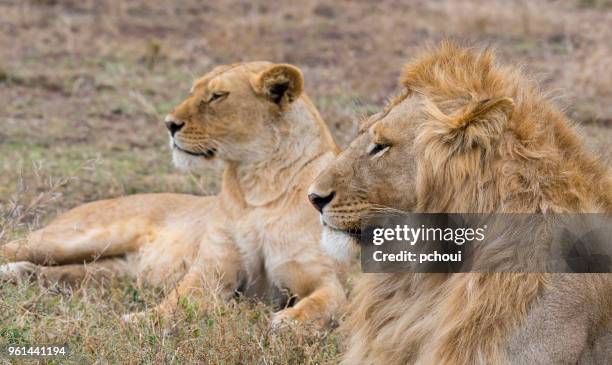 lions, male and female, africa - pchoui stock pictures, royalty-free photos & images