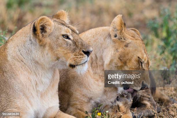 zwei löwin, afrika - pchoui stock-fotos und bilder