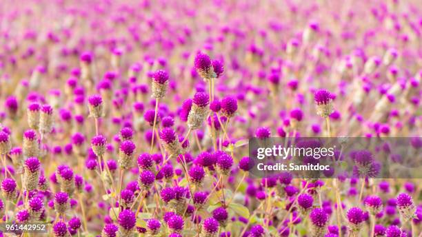 purple globe amaranth flower blooming in the garden. south korea - globe flower stock pictures, royalty-free photos & images