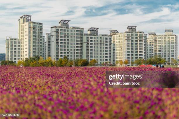 purple globe amaranth flower blooming in the garden. south korea - globe flower stock pictures, royalty-free photos & images