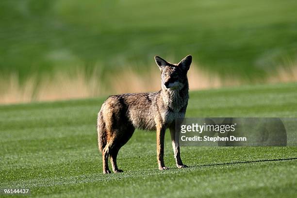 Coyote stands on the 12th fairway at SilverRock Resort during the fourth round of the Bob Hope Classic on January 24, 2010 in La Quinta, California.