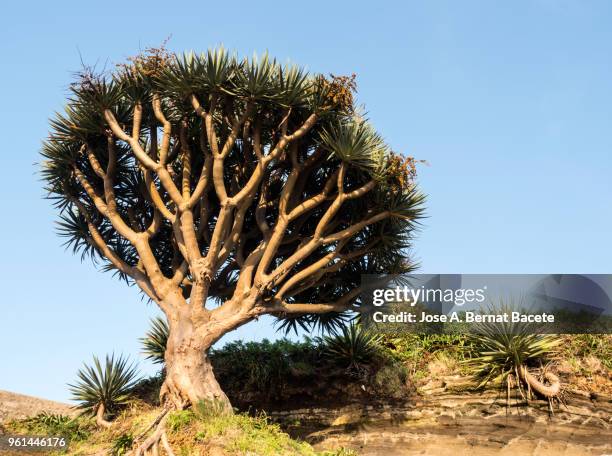 drago tree-like plant (dracaena draco) in angra do heroismo, on terceira island in the azores, portugal. - treelike stock pictures, royalty-free photos & images