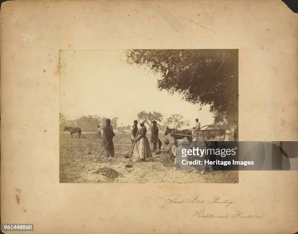 Slaves working in the sweet potato fields on the Hopkinson plantation, 1862. Found in the Collection of Library of Congress, Washington D. C..
