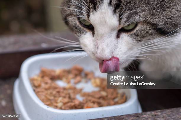 domestic tabby cat licking it’s lips while eating from a food bowl - pet food dish stock pictures, royalty-free photos & images