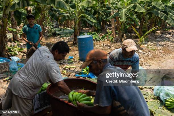 Workers clean freshly harvested bananas at a farm in the town of Tenexpa, Guerrero state, Mexico, on Wednesday, April 25, 2018. The National...