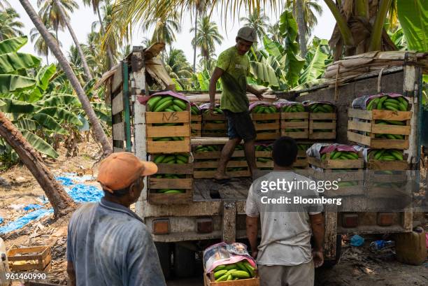 Workers load freshly harvested bananas onto a truck at a farm in the town of Tenexpa, Guerrero state, Mexico, on Wednesday, April 25, 2018. The...