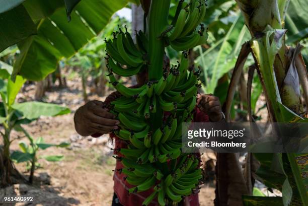 Worker harvests bananas at a farm in the town of Tenexpa, Guerrero state, Mexico, on Wednesday, April 25, 2018. The National Institute of Statistics...