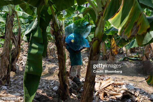 Worker carries freshly harvested bananas at a farm in the town of Tenexpa, Guerrero state, Mexico, on Wednesday, April 25, 2018. The National...