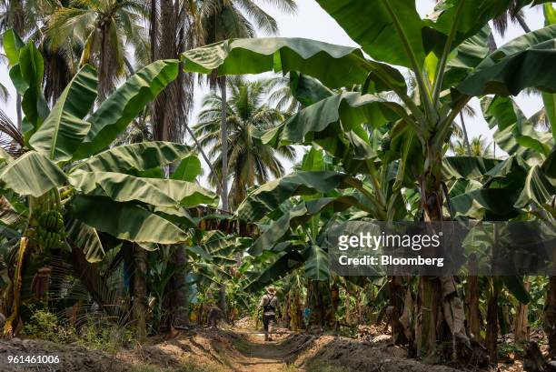 Worker walks through banana plants at a farm in the town of Tenexpa, Guerrero state, Mexico, on Wednesday, April 25, 2018. The National Institute of...