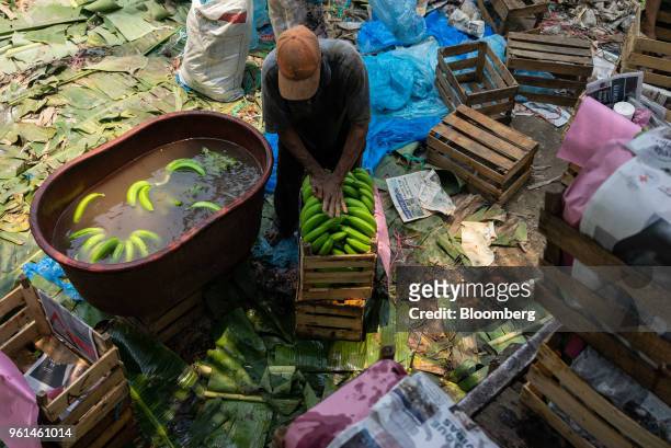 Worker cleans freshly harvested bananas at a farm in the town of Tenexpa, Guerrero state, Mexico, on Wednesday, April 25, 2018. The National...