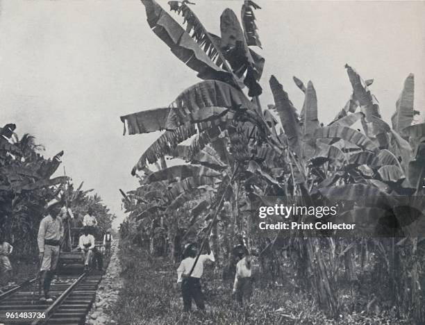 Banana Plantation', 1924. From The British Empire in Pictures, by H. Clive Barnard, M.A., B.Litt. [A. & C. Black, Limited, London, 1924]Artist...