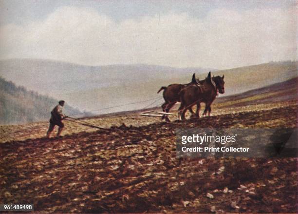 The good brown earth of a Pebbles upland turns a fresh face to the sky as the ploughman and his plough follow the trampling Clydesdales', circa...
