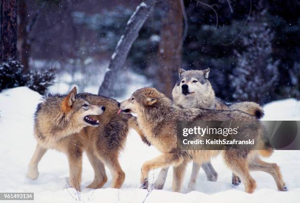 gray wolves - wolf montana stock pictures, royalty-free photos & images