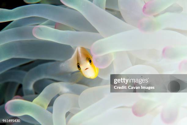 close-up of pink anemonefish swimming amidst magnificent sea anemone - amphiprion akallopisos stock pictures, royalty-free photos & images