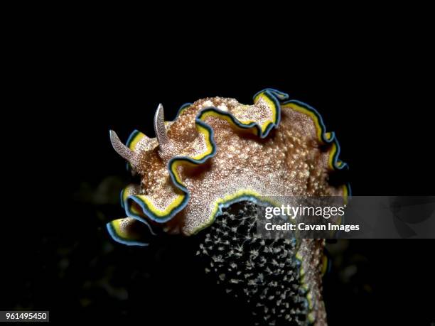 close-up of glossodoris cincta underwater during night - ichthyology stock pictures, royalty-free photos & images