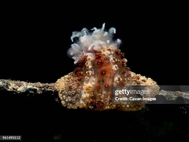 close-up of tuberculate night anemone (alicia sansibarensis) swimming underwater - ichthyology stock pictures, royalty-free photos & images