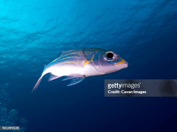 close-up of striped large-eye bream (gnathodentex aureolineatus) swimming underwater - ictiología fotografías e imágenes de stock