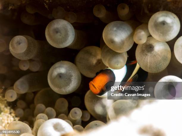 close-up of clark's anemonefish (amphiprion clarkii) amidst corals - ichthyology stock pictures, royalty-free photos & images