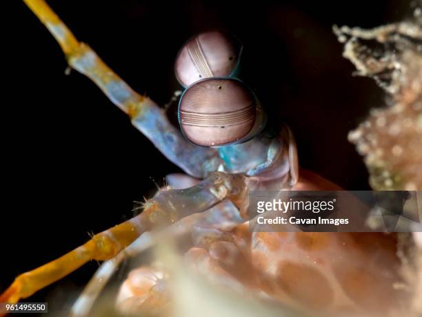 close-up of peacock mantis shrimp (odontodactylus scyllarus) undersea - ichthyology stock pictures, royalty-free photos & images