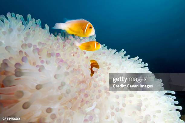 pink anemonefish (amphiprion perideraion) swimming by magnificent sea anemone - anémona magnífica fotografías e imágenes de stock