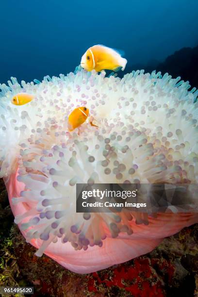 high angle view of pink anemonefish (amphiprion perideraion) swimming by magnificent sea anemone underwater - amphiprion akallopisos stock pictures, royalty-free photos & images