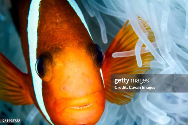 close-up of red and black anemonefish (amphiprion melanopus) by magnificent sea anemone - anémona magnífica fotografías e imágenes de stock