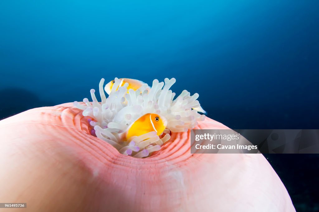 Close-up of pink anemonefish (amphiprion perideraion) swimming by magnificent sea anemone