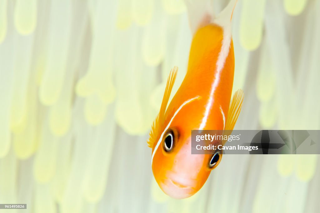 Pink anemonefish swimming amidst magnificent sea anemone