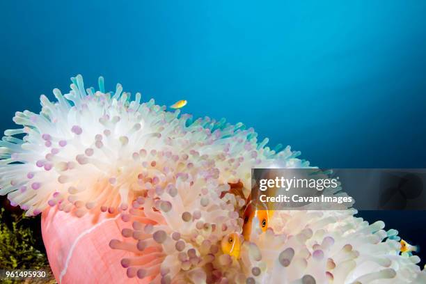 pink anemonefish (amphiprion perideraion) swimming by magnificent sea anemone undersea - anémona magnífica fotografías e imágenes de stock