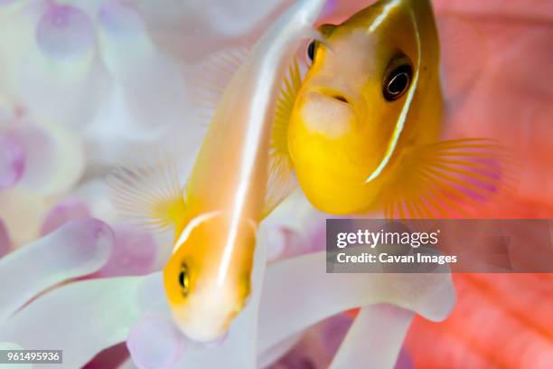 pink anemonefish swimming amidst magnificent sea anemone underwater - amphiprion akallopisos stock pictures, royalty-free photos & images
