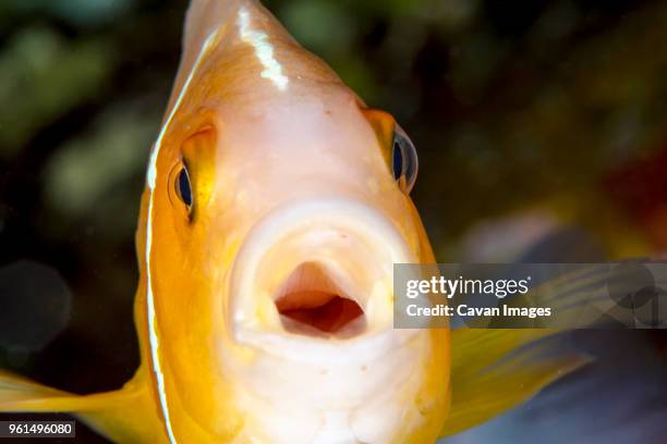 close-up of pink anemonefish (amphiprion perideraion) underwater - amphiprion akallopisos stock pictures, royalty-free photos & images
