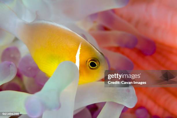 pink anemonefish (amphiprion perideraion) swimming amidst magnificent sea anemone - amphiprion akallopisos stock pictures, royalty-free photos & images