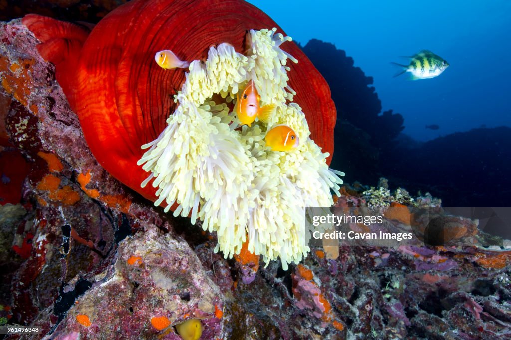 Fish swimming by magnificent sea anemone underwater