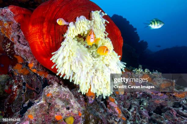 fish swimming by magnificent sea anemone underwater - amphiprion akallopisos stock pictures, royalty-free photos & images