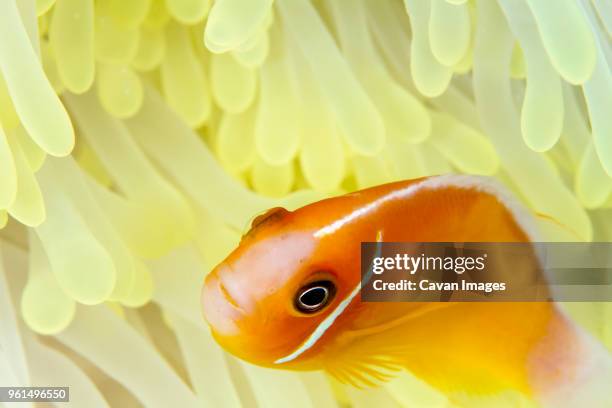 close-up of pink anemonefish (amphiprion perideraion) swimming amidst magnificent sea anemone - amphiprion akallopisos stock pictures, royalty-free photos & images